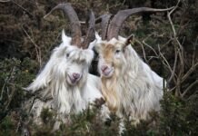 Age of Empires II’s goats used as AI building blocks to build a neural network — goaty experiment mocks the idea of chatbot consciousness, Microsoft AI researcher’s project makes an absurdist point about AI consciousness