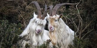 Age of Empires II’s goats used as AI building blocks to build a neural network — goaty experiment mocks the idea of chatbot consciousness, Microsoft AI researcher’s project makes an absurdist point about AI consciousness
