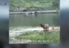 Wedding party watches as Elk calf is rescued from Evergreen Lake by parks and rec worker