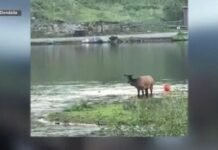 Wedding party watches as Elk calf is rescued from Evergreen Lake by parks and rec worker