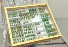 Who Will Guide the Use of AI in Entomology? Entomologists!