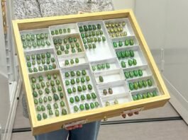 Who Will Guide the Use of AI in Entomology? Entomologists!