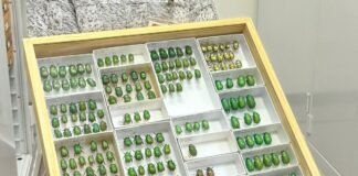 Who Will Guide the Use of AI in Entomology? Entomologists!