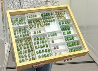 Who Will Guide the Use of AI in Entomology? Entomologists!
