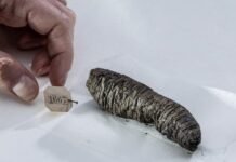 Scientists decipher new secrets from ancient scrolls scorched by Vesuvius eruption: “Finally able to read them”