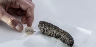 Scientists decipher new secrets from ancient scrolls scorched by Vesuvius eruption: “Finally able to read them”