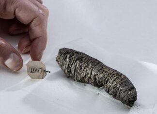 Scientists decipher new secrets from ancient scrolls scorched by Vesuvius eruption: “Finally able to read them”