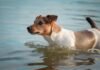 Dog Watches in Horror as a Fish Steals His Favorite Ball
