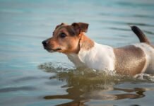 Dog Watches in Horror as a Fish Steals His Favorite Ball