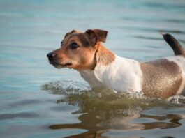 Dog Watches in Horror as a Fish Steals His Favorite Ball