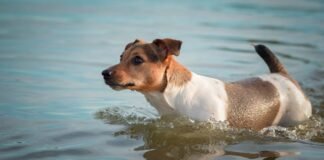 Dog Watches in Horror as a Fish Steals His Favorite Ball