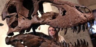 Boom in tech wealth is fueling record prices for dinosaur bones, art and watches, auction houses say
