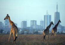 It’s Mainly Watches, Whisky and Patriotism for Kenya’s Rich