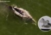 New AI cameras providing Bay Area researchers insight into gray whale behavior