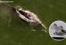 New AI cameras providing Bay Area researchers insight into gray whale behavior