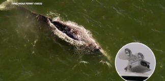 New AI cameras providing Bay Area researchers insight into gray whale behavior