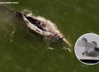 New AI cameras providing Bay Area researchers insight into gray whale behavior