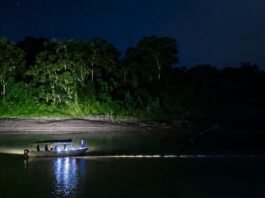 Son watches in horror as crocodile drags father into Sabah river