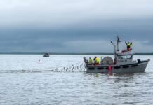 US wholesale: Wild salmon prices mixed as market watches Bristol Bay, roe numbers percolate