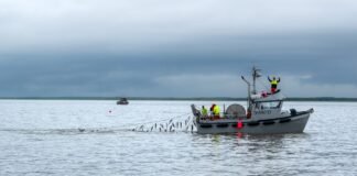 US wholesale: Wild salmon prices mixed as market watches Bristol Bay, roe numbers percolate
