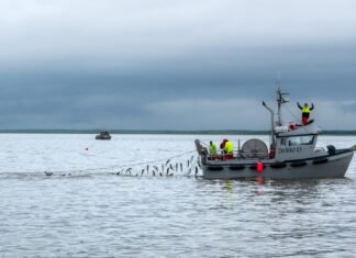 US wholesale: Wild salmon prices mixed as market watches Bristol Bay, roe numbers percolate
