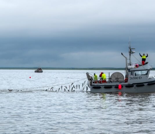 US wholesale: Wild salmon prices mixed as market watches Bristol Bay, roe numbers percolate