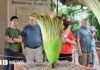 Watch: Stinky corpse flowers make rare bloom at California museum