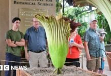 Watch: Stinky corpse flowers make rare bloom at California museum