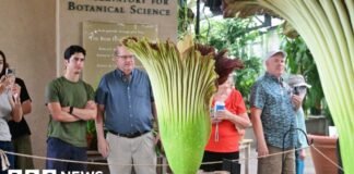 Watch: Stinky corpse flowers make rare bloom at California museum