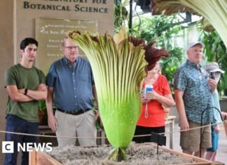 Watch: Stinky corpse flowers make rare bloom at California museum
