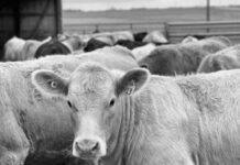Cattle industry watches USDA reports for clues on future herd rebuilding