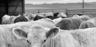 Cattle industry watches USDA reports for clues on future herd rebuilding