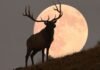 The Full ‘Buck Moon’ Is Approaching—Here’s What It Means for Every Star Sign