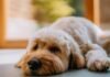 Doodle Proudly Watches His TV Debut After Joining His Reporter Dad on Air