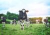 Neglected ‘cash cow’ postgrads ‘need bespoke support’