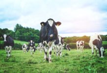 Neglected ‘cash cow’ postgrads ‘need bespoke support’
