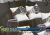 A timeless investment: what you need to know about luxury watches