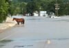 Watch: Drone reveals devastating flash flooding sweeping through southeastern Missouri with more rain to come