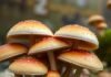 Mushrooms could soon help create your next handbag