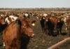 Cattle Market Watches Bearish Factors