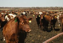 Cattle Market Watches Bearish Factors